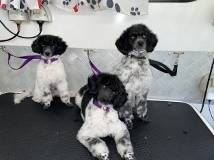 Bichoodle – New Beith