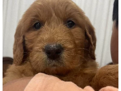 Groodle – Bonnie Brook