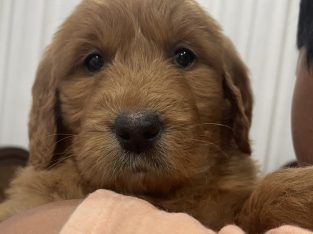 Groodle – Bonnie Brook