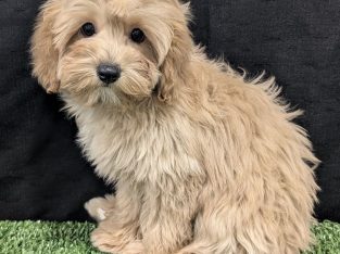 Cavoodle – Glenhaven