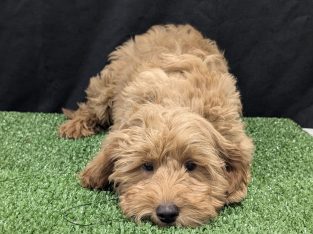 Cavoodle – Glenhaven