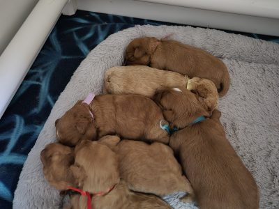 Dogs – Shelley Stephens