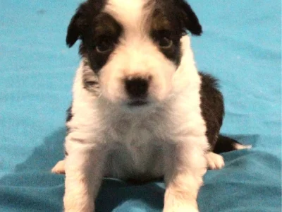 Border Collie – Whitsundays