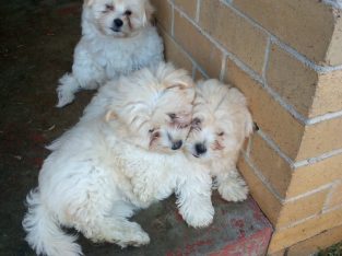Maltese – Werribee