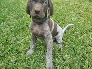 German Shorthaired Pointer – Dundowran Beach