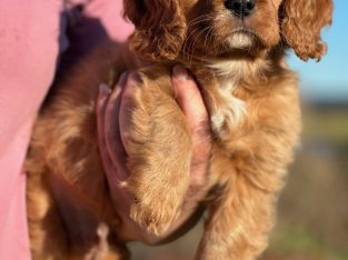 Cavalier King Charles Spaniel – Lockrose