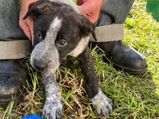 Other Dogs – Seaford