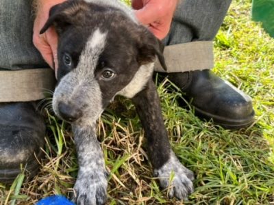 Other Dogs – Seaford