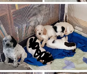 Cocker Spaniel – Mount Perry