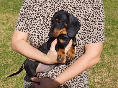 Dachshund – Nyah West