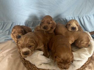 Cocker Spaniel – Ryan Thomas Sevil