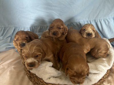 Cocker Spaniel – Ryan Thomas Sevil