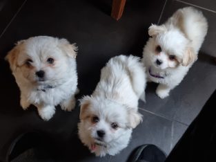 Small Dogs – Baddaginnie