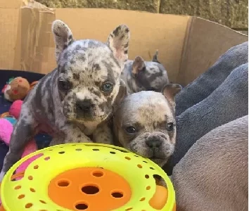 French Bulldog – Frankston