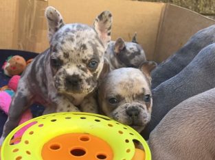 French Bulldog – Frankston