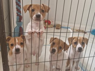 Jack Russell – Braidwood