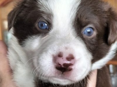 Border Collie – Jandakot