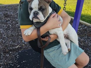 French Bulldog – Geelong