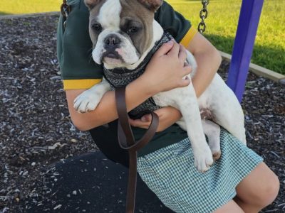 French Bulldog – Geelong
