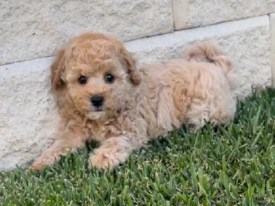 Toy Poodle – Mount Annan