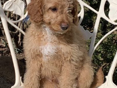 Spoodle – Bathurst