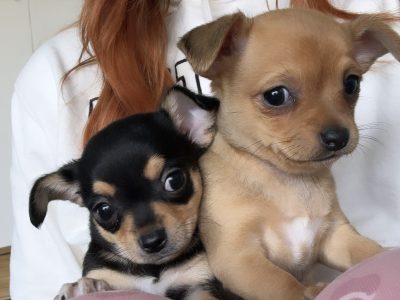 Chihuahua – Toowoomba