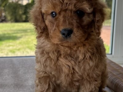 Cavoodle – O’Connell