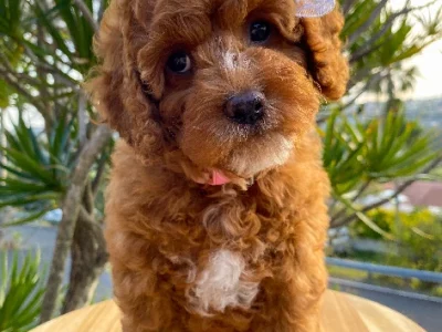 Cavoodle – Banora Point