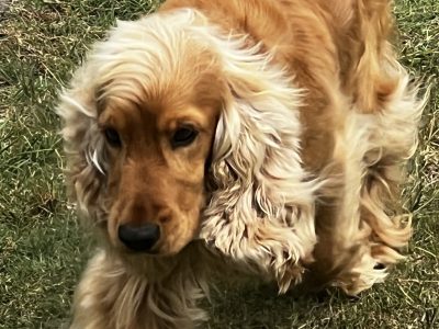 Cocker Spaniel – Bundaberg Central