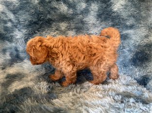Toy Cavoodle – Orange