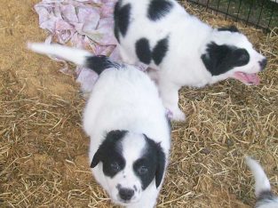 Other Dogs – Glamorgan Vale