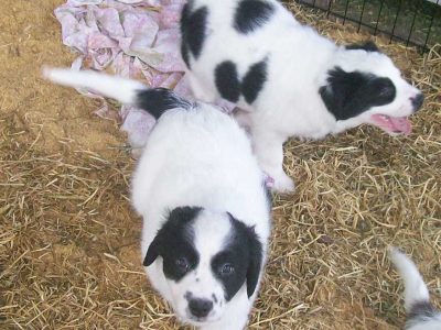 Other Dogs – Glamorgan Vale