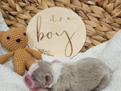 Boston Terrier – Braidoch Boston Terriers