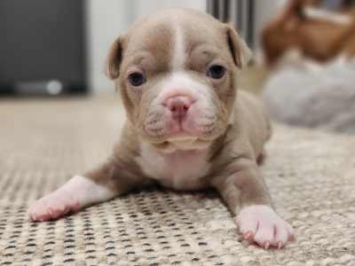 Boston Terrier – Taperoo