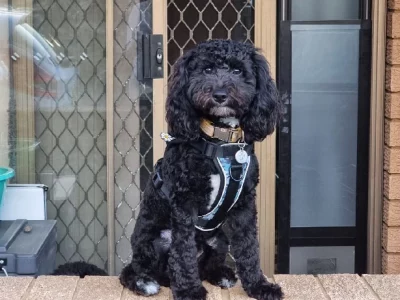 Spoodle – Tuggerah