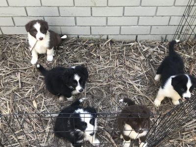 Border Collie – Nerang