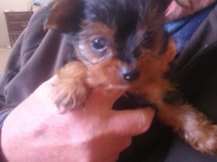 Yorkshire Terrier – Kununoppin