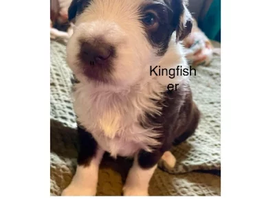 Bordoodle – Kyneton