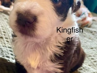 Bordoodle – Kyneton