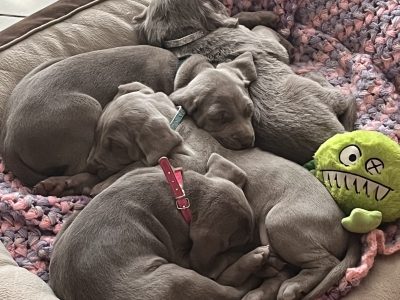 Weimaraner – Grasmere