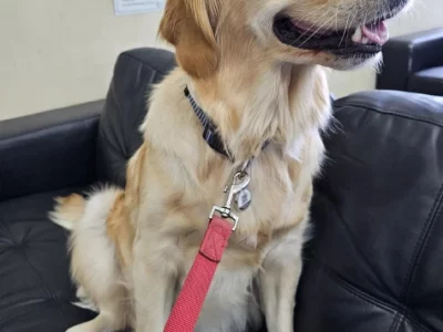 Golden Retriever – Churchill