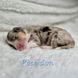 Aussiedoodle – Leppington