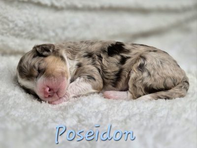 Aussiedoodle – Leppington