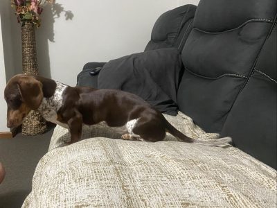 Dachshund – Cowra