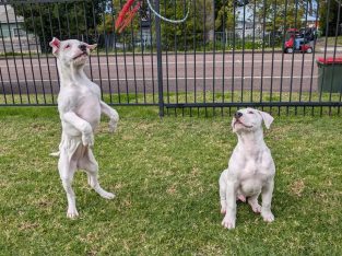 American Bulldog – Budgewoi
