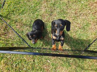 Dachshund – Nyah West