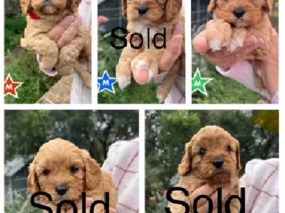 Cavoodle – Warragamba