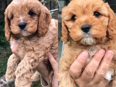 Cavoodle – Callen