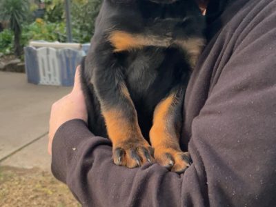 Rottweiler – Avenel