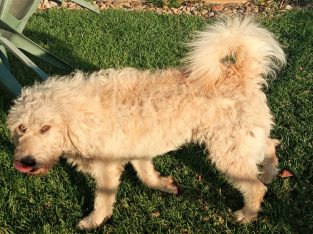 Labradoodle – Harkaway